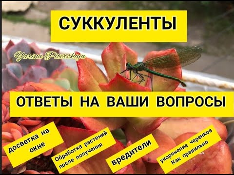 Видео: Суккуленты. Ответы на ваши вопросы .Досветка, обработка , вредители, укоренение черенков.
