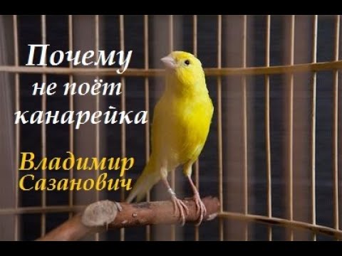 Видео: Почему не поёт канарейка... Владимир Сазанович