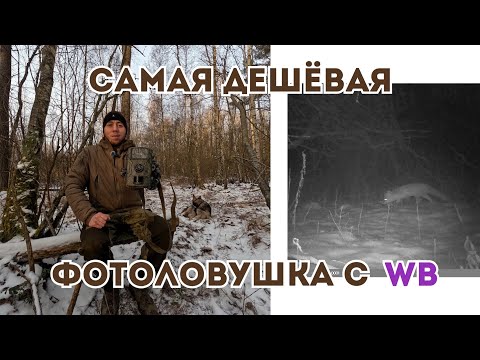Видео: Обзор на самую дешёвую фотоловушку с Wildberries | Фотоловушка DL001 | Засняли  диких животных