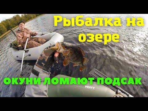 Видео: ОКУНИ ЛОМАЮТ ПОДСАК! Озёрная рыбалка на щуку. Спиннинг с лодки на Сийских озерах.