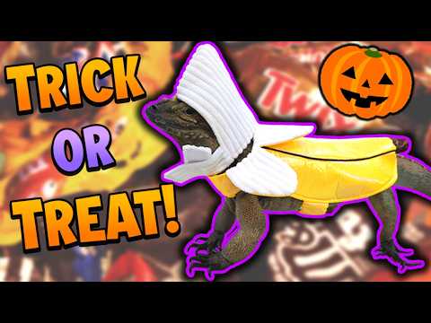 Видео: Наши рептилии отправляются на Хэллоуин выпрашивать сладости!