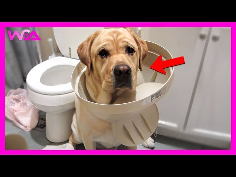 Видео: 🐶 Некоторые собаки рождены быть комиками! 😂 (Часть 2) | Подборка излишней драматизации собак