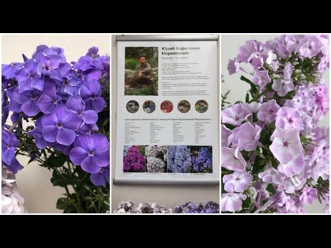 Видео: Флоксы Юрия Борисовича Марковского (2021, Санкт-Петербург, Ботсад им. Петра Великого, "Мир флоксов")