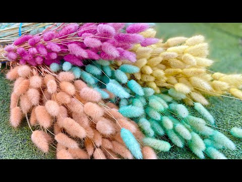 Видео: Покраска колосков ЛАГУРУСА двумя способами за копейки.