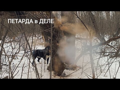 Видео: РАЗНЁС ДУПЛО В ХЛАМ/ РАБОТА ПЕТАРДЫ В ДУПЛЕ/ ОХОТА НА КУНИЦУ/