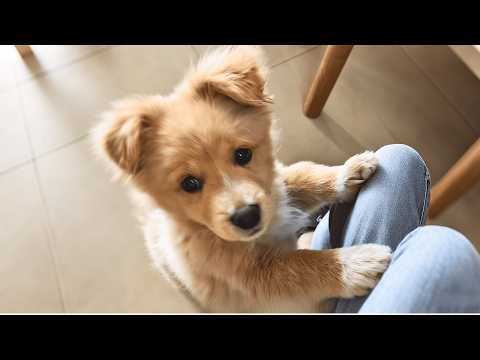 Видео: Я спас испуганного, дрожащего щенка и раскрыл его прошлую травму.