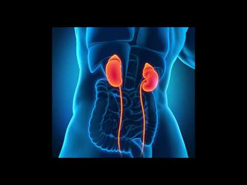 Видео: Бүйрек не үшін ауырады? 🤔