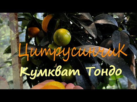 Видео: Кумкват Тондо