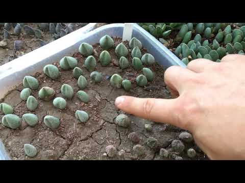 Видео: Как посадить черенки суккулентов? Полная инструкция. Листовые черенки