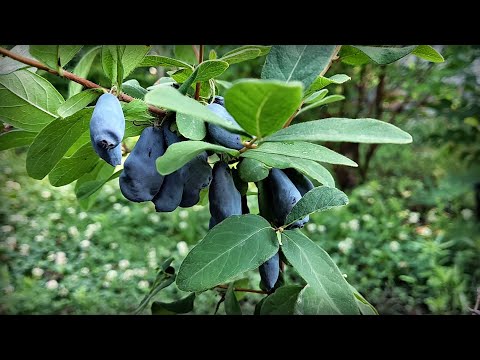 Видео: Жимолость съедобная. Новые саженцы в 2024 г.