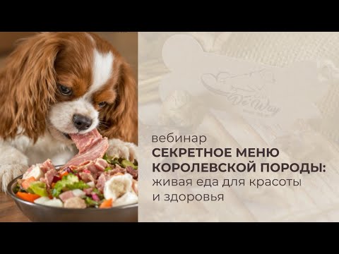 Видео: Как кормить собаку правильно? Натуральное питание для собак: секреты здоровья питомца