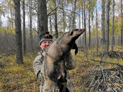 Видео: Охота на барсука, как она есть.