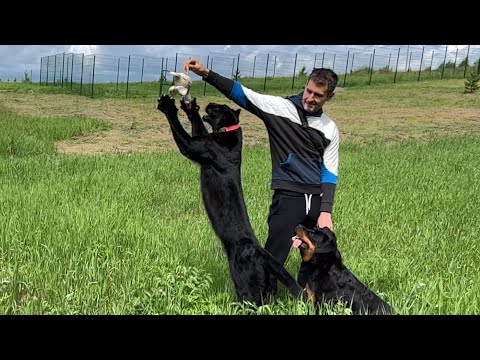 Видео: Пантера Луна и Венза охотятся на уточку😂