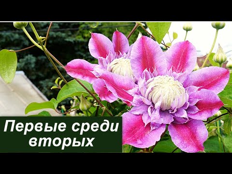 Видео: Клематисы 2 группы: стоит ли сохранять плети?