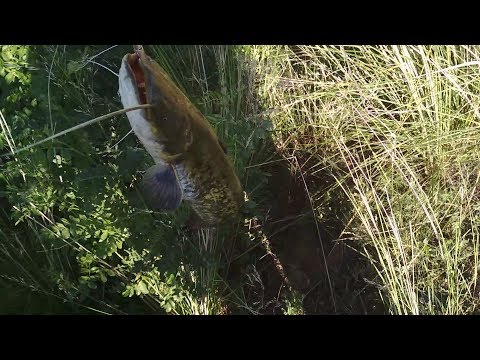 Видео: Рыбалка в Талдыкоргане. Низовье р.Каратал первая часть 05.07.18.