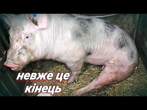 Видео: Хряку потрібна заміна! Копитна гниль!