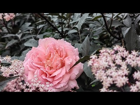 Видео: ЛЕТО 🏡 радости в маленьком саду