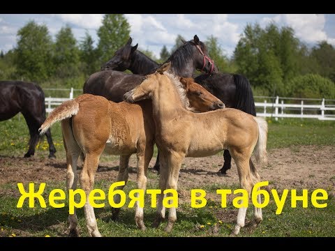 Видео: Гуляем с лошадьми. Жеребята в табуне.