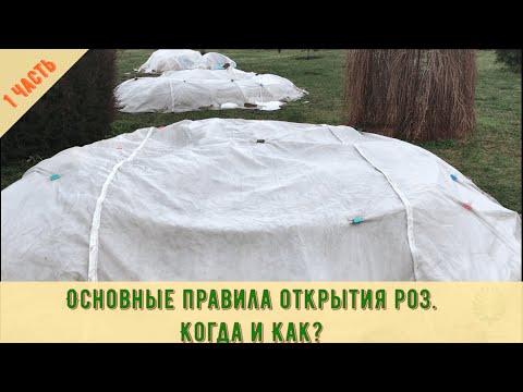 Видео: Основные правила открытия роз. 1 часть. Когда и Как? Питомник 🌹 и 🌲 Е. Иващенко