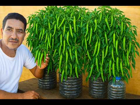 Видео: Выращивание перца в пластиковых бутылках не требует никаких затрат, а урожай получается потрясающий.