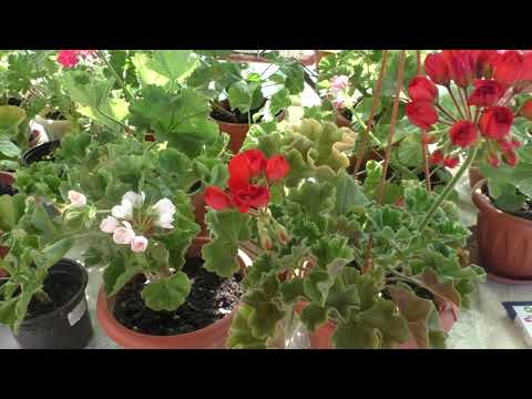 Видео: Пеларгонии тюльпановидные. Такие похожие и все -таки разные
