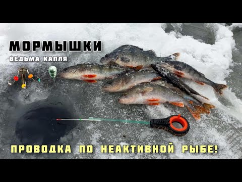 Видео: ЛОВЛЯ ОКУНЯ ЗИМОЙ на мотыля МОРМЫШКИ КАПЛЯ И ВЕДЬМА рыбалка