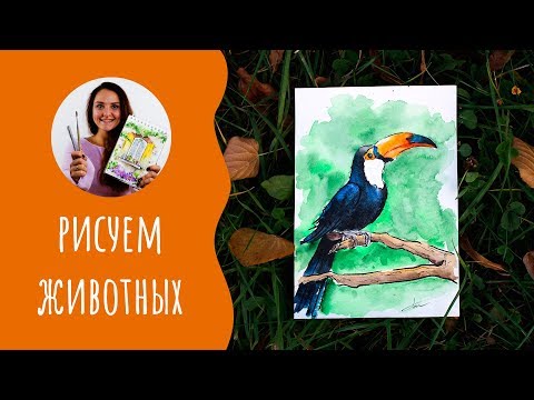 Видео: Как нарисовать тукана. Урок рисования. Скетчинг для начинающих.