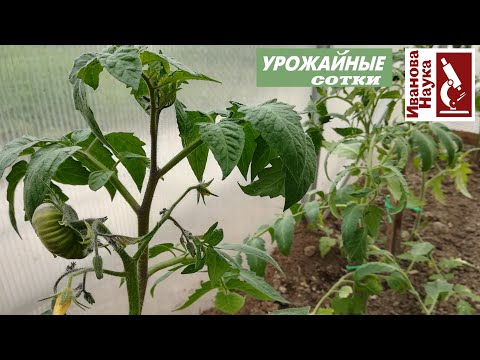 Видео: Не растут томаты? Огурцы затормозились?Простые решения для сложных случаев, холодной и сырой погоды.