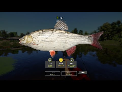 Видео: 🐟Место для ловли Язя #русскаярыбалка4 #russianfishing4 #рыбалка #трофей #язь #fishing