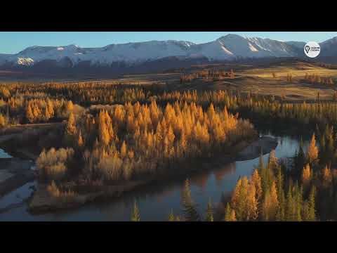 Видео: Наша Сибирь 4К:  Золотая степь
