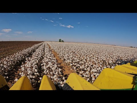 Видео: Получили урожай? Собираем урожай с самого красивого хлопкового поля