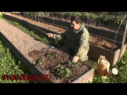 Видео: Посадка садовой земляники