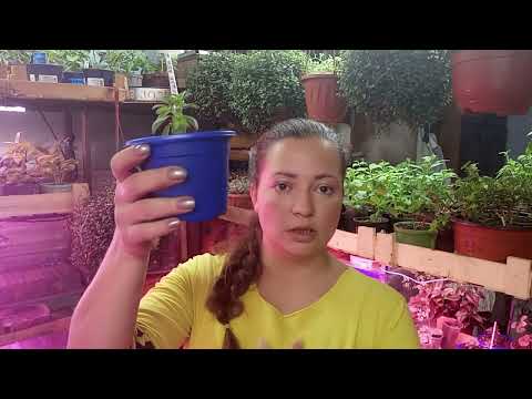 Видео: Калибрахоа, Все познается в сравнении. Как быстро избавится от хлороза?