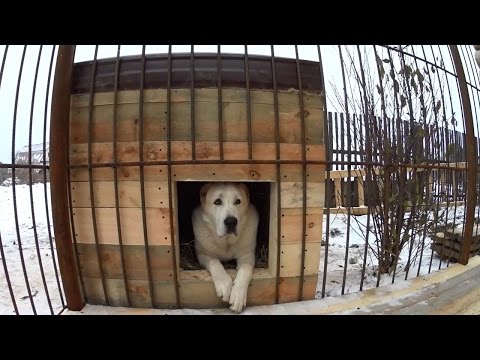 Видео: Утепленная будка для Алабая