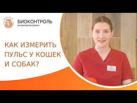 Видео: ⌚ Как правильно рассчитать ЧСС у кошки и собаки? Как посчитать пульс у кошки и собаки. 18+