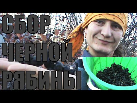 Видео: НАШ ОГОРОД. УРОЖАЙ. СОБИРАЮ ЯГОДУ ЧЕРНОПЛОДКУ/РЯБИНУ/АРОНИЮ. РАССКАЗЫВАЮ О ЖИЗНИ. БИМ И ТУЗИК. ОСЕНЬ