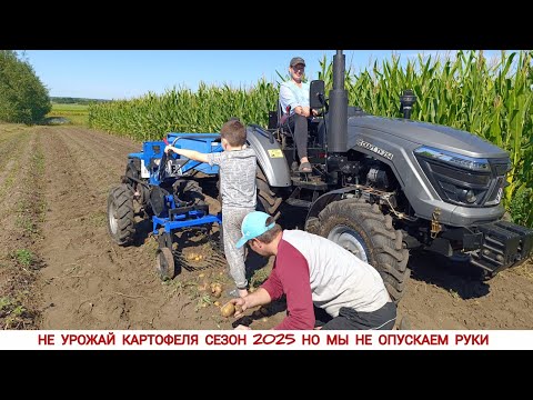 Видео: СЕЗОН УБОРКИ КАРТОФЕЛЯ НАЧАЛСЯ / КОПАЕМ ГРОХОТНОЙ КАРТОФЕЛЕКОПАЛКОЙ ДО МОТОБЛОКА 