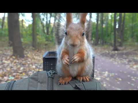 Видео: Взрослая белка. Зарисовка / An adult squirrel. Sketch