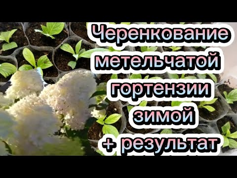 Видео: 🌱Зимнее черенкование +результат.Метельчатые гортензии.🌸