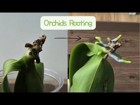 Видео: Всего 1 ложка!!! Ваша орхидея мгновенно пустит новые корни!