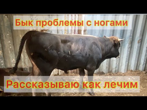 Видео: Откорм бычков. Проблемы с ногами, лечим быка.#копыта #ивермек #болезнь