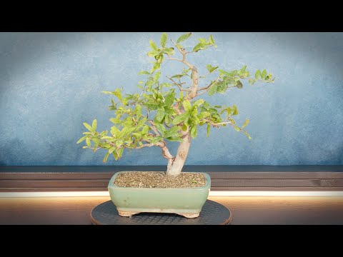 Видео: Обрезка и наложение проволоки на бонсай граната