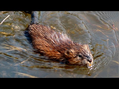 Видео: Предварительная установка и прикормка ондатр. #billingsleybrandlures #trapper