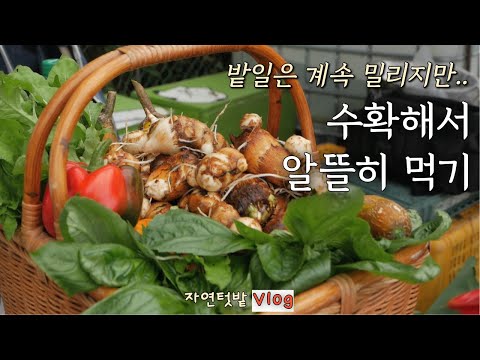 Видео: [2 октября] Осенний урожай /  Салат из таро с анчоусами и пастой из перца чили