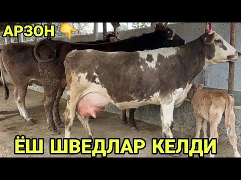 Видео: ШВЕД 1- КОРНИГА СИГИРЛАР БУГОЗЛАР СОТИЛАДИ ТОЗЗАЛАРИ SOTILADIGON SHIVED XOʻNAJINLAR 28 октября 2025