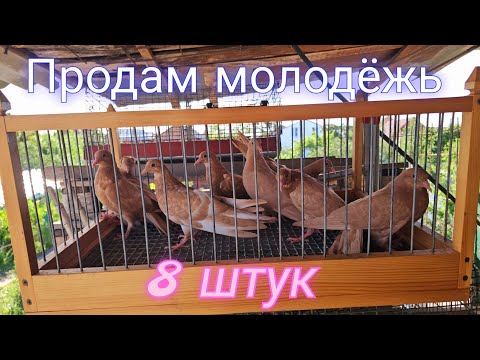 Видео: Голуби 8 жёлтых молодых на продажу