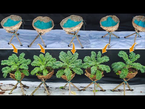 Видео: Нет такого огорода, в котором можно было бы выращивать капусту таким уникальным способом.