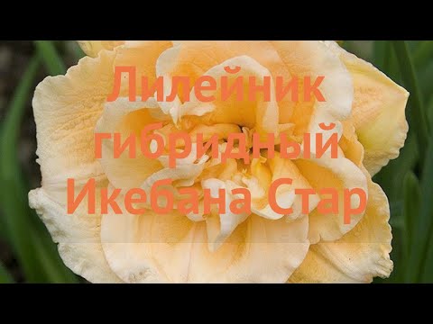 Видео: Лилейник гибридный Икебана Стар (ikebana-star) 🌿 обзор: как сажать, саженцы лилейника Икебана Стар