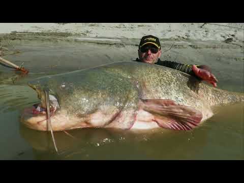 Видео: Такого Никто не Ожидал! Случаи на Рыбалке, которые Повезло Снять на Камеру!