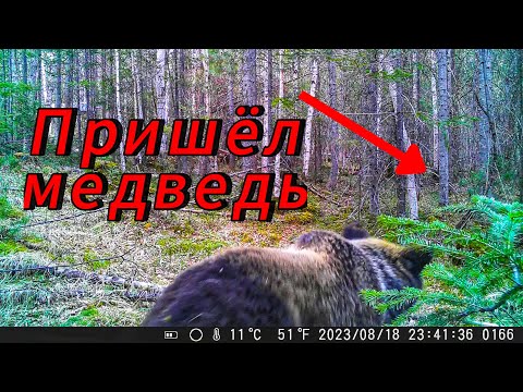 Видео: Фотоловушка полгода простояла в тайге  Вот что она сняла Звук леса в диких местах
